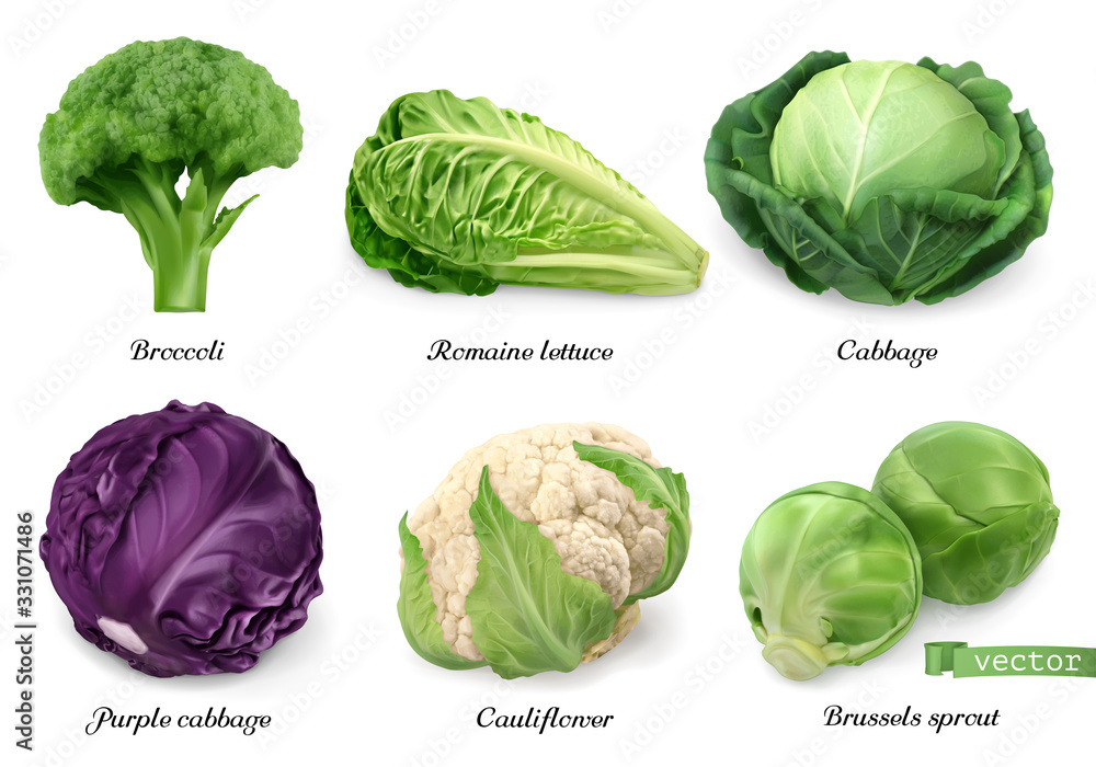 Cabbages and lettuce, leaf vegetables realistic food objects . Broccoli, romaine lettuce, green and 