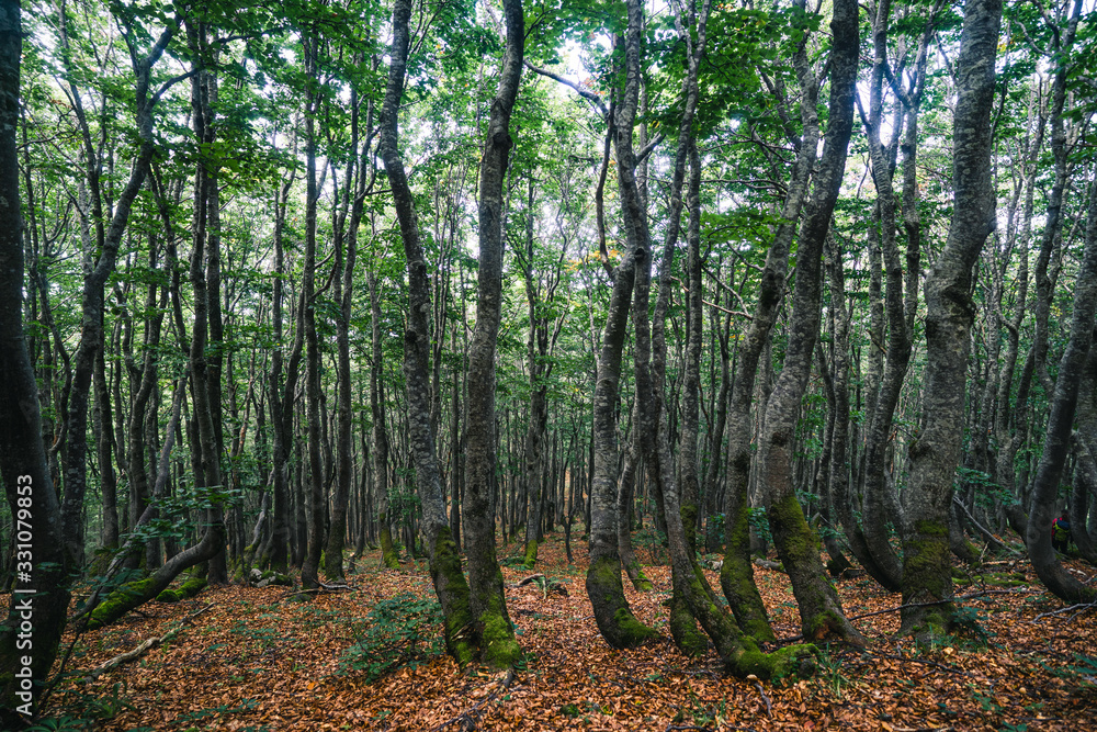 令人难以置信的绿色深林，有弯曲的树木、落叶和枯萎的树枝。