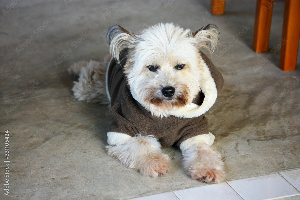 小白梗小狗穿着毛衣坐在地板上