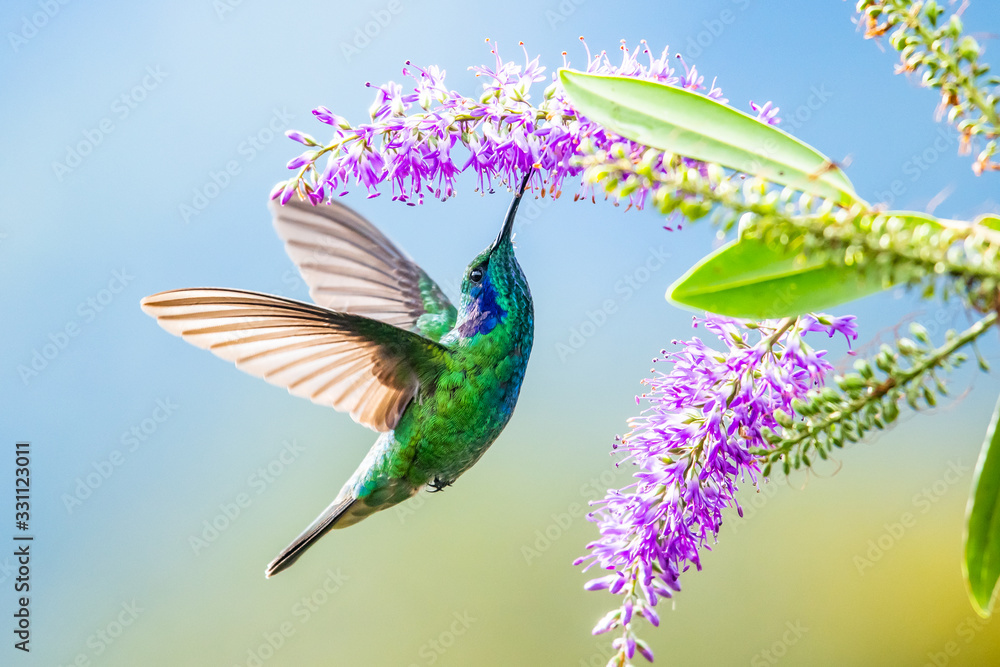 Blue hummingbird Violet Sabrewing flying next to beautiful red flower. Tinny bird fly in jungle. Wil