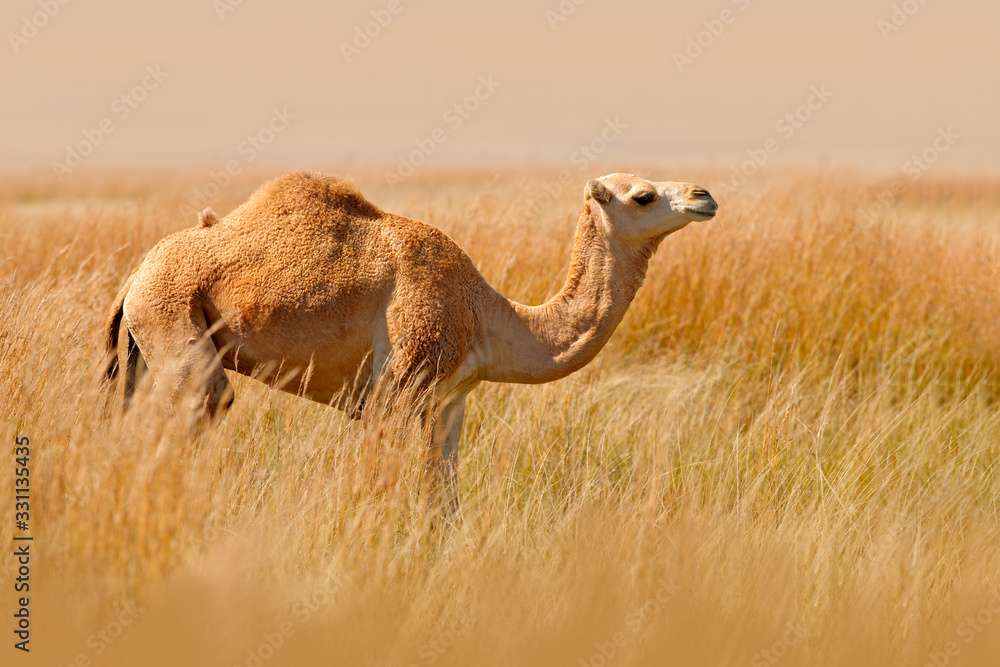 Dromedary或Arabian骆驼，甚至有趾有蹄骆驼，背上有一个驼峰。长着金色g的骆驼
