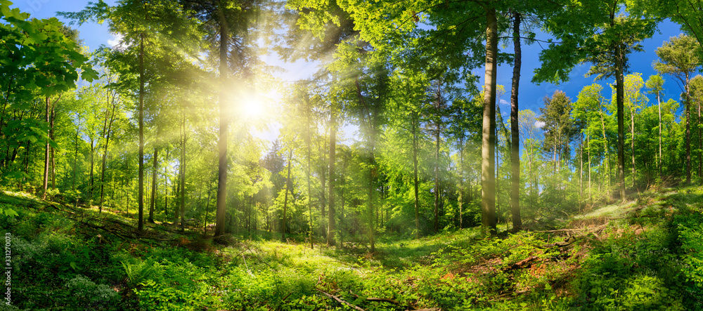 落叶树的风景林，蓝天和灿烂的阳光照亮了生机勃勃的绿色森林