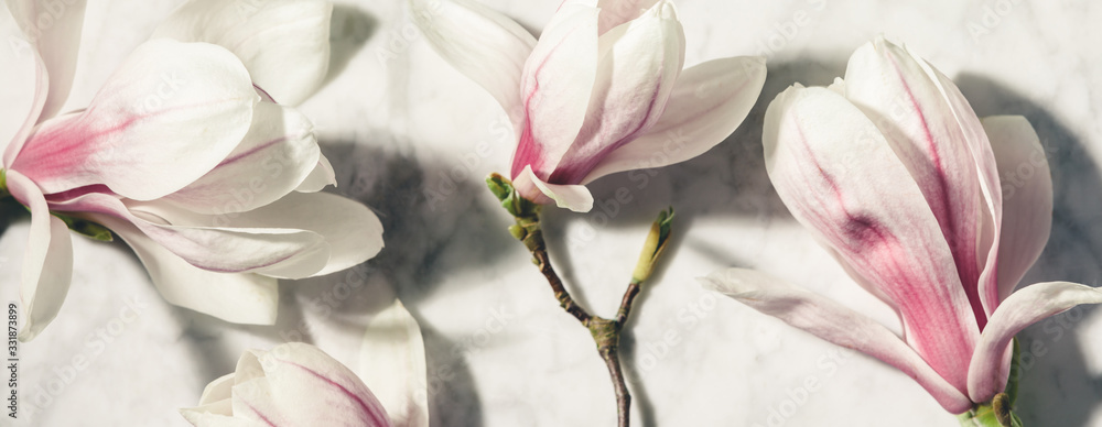 白色大理石桌子上美丽的粉红色木兰花。俯视图。平面布置。春季简约概念。