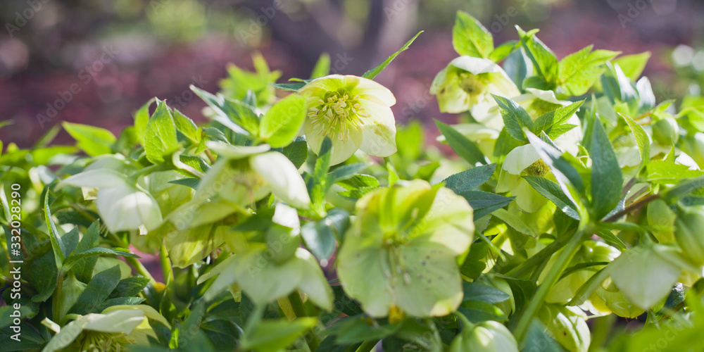 Sunny winter day with blooming lime green and yellow hellebore flowers.