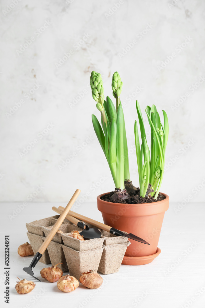 Hyacinth plant and gardening tools on table