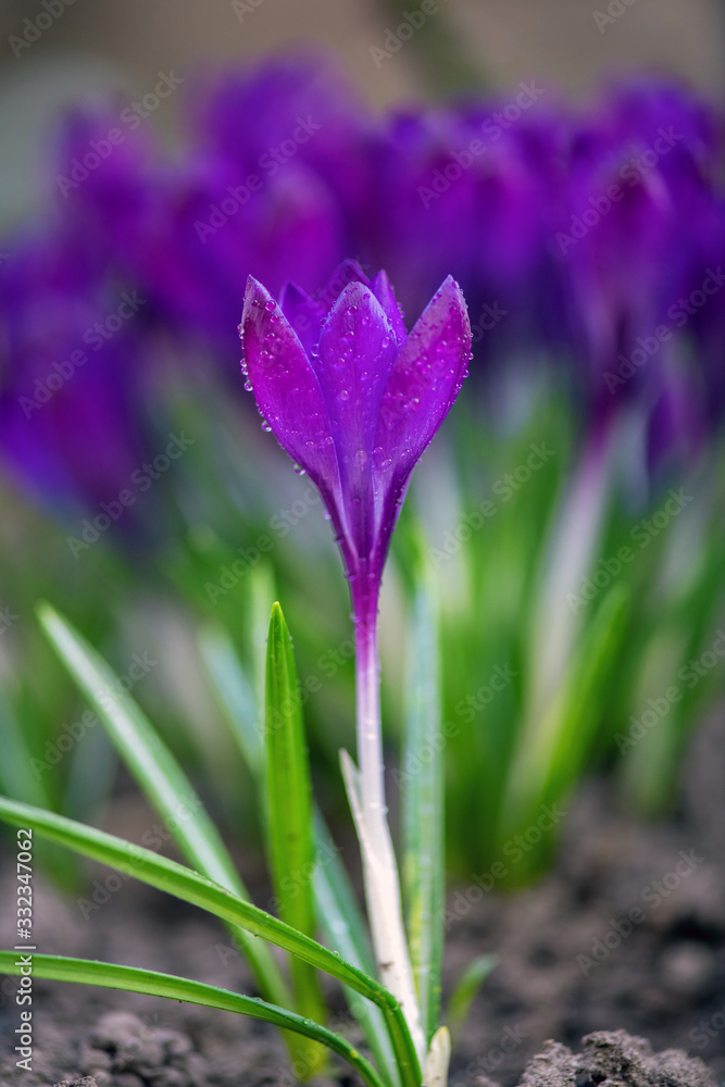 春雨过后美丽的紫罗兰色春天番红花。草坪上花园里的藏红花