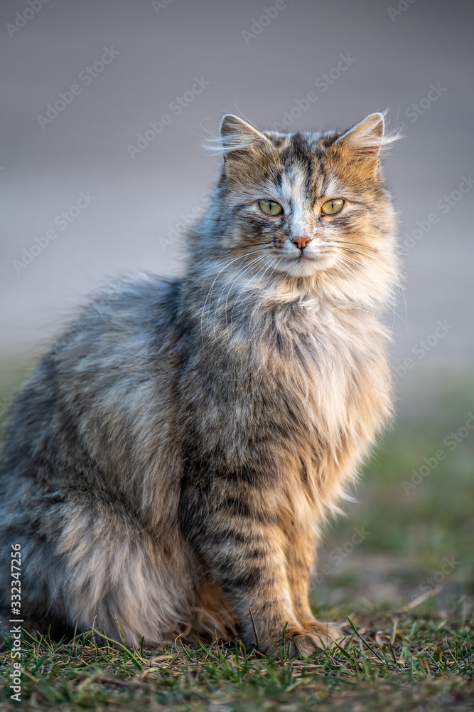 毛茸茸的猫，长着毛皮，坐在草地上