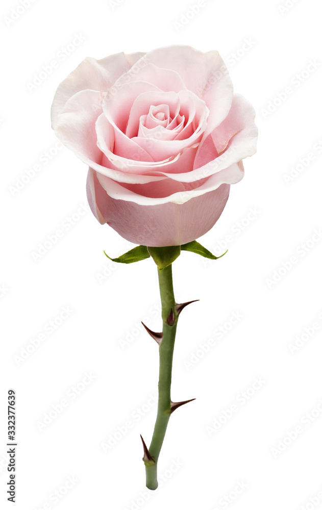美丽的玫瑰花，孤立在白色背景上。玫瑰芽长在带刺的绿色茎上。Studio sho