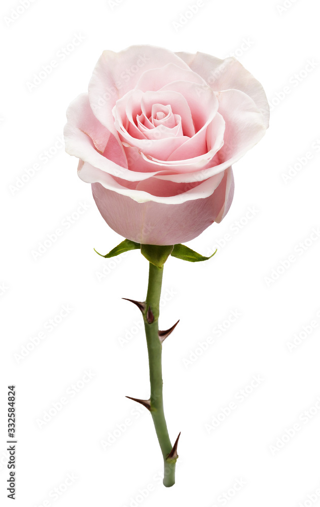 美丽的玫瑰花，孤立在白色背景上。玫瑰芽长在带刺的绿色茎上。Studio sho