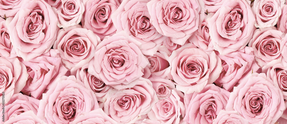 粉色玫瑰的背景图片。玫瑰花的俯视图。花朵的工作室拍摄。