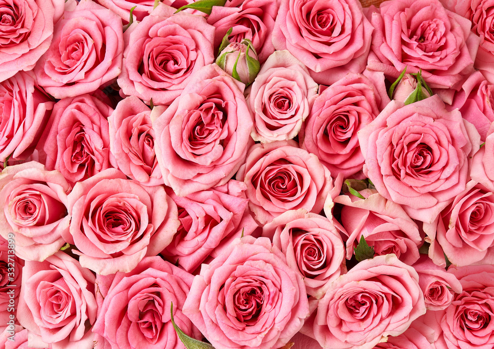 粉色玫瑰的背景图片。玫瑰花的俯视图
