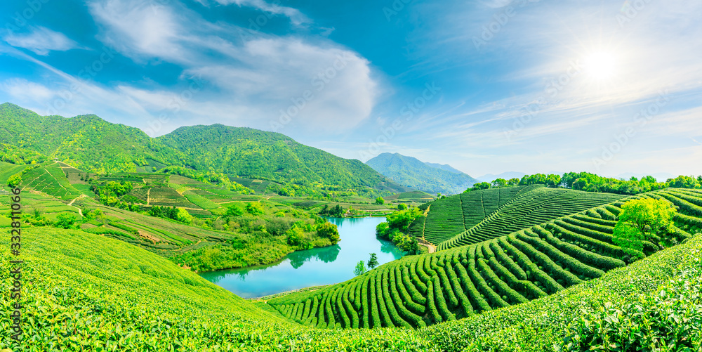 晴天的绿茶山，茶园的自然背景。