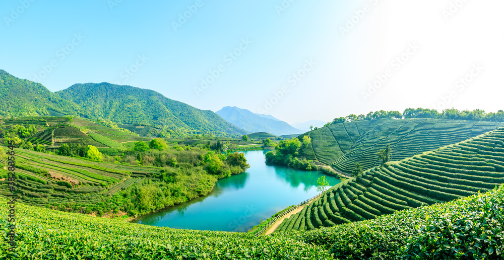 晴天的绿茶山，茶园的自然背景。