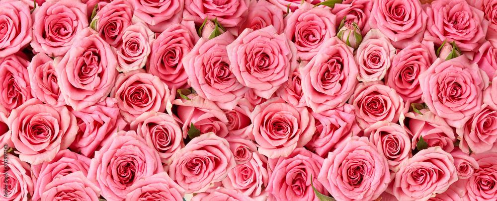 粉色玫瑰的背景图片。玫瑰花的俯视图。花朵的工作室拍摄。