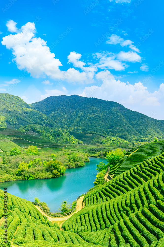 阳光明媚的绿茶山，茶园的自然背景。