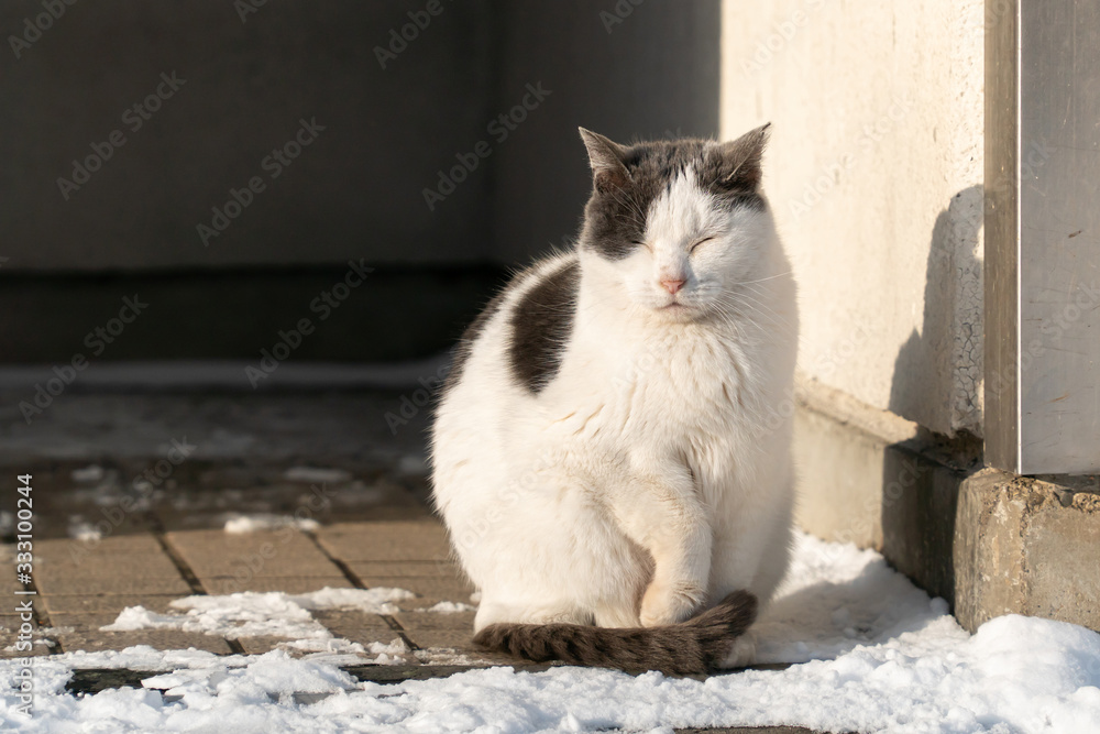 阳光下坐在雪地上的流浪猫