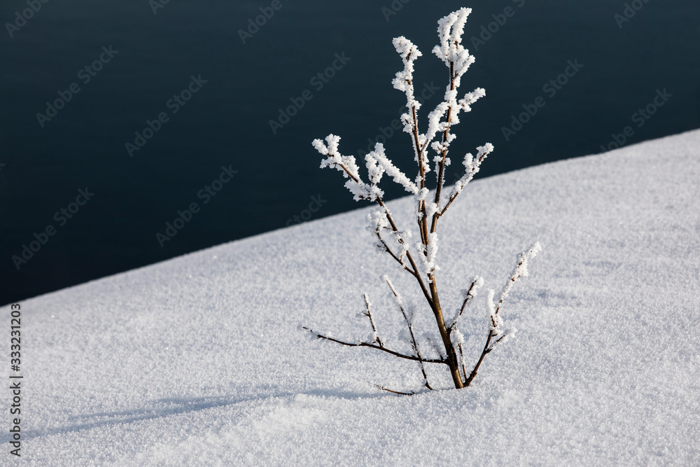 光影平衡的背景，雪地里前景中的一根树枝