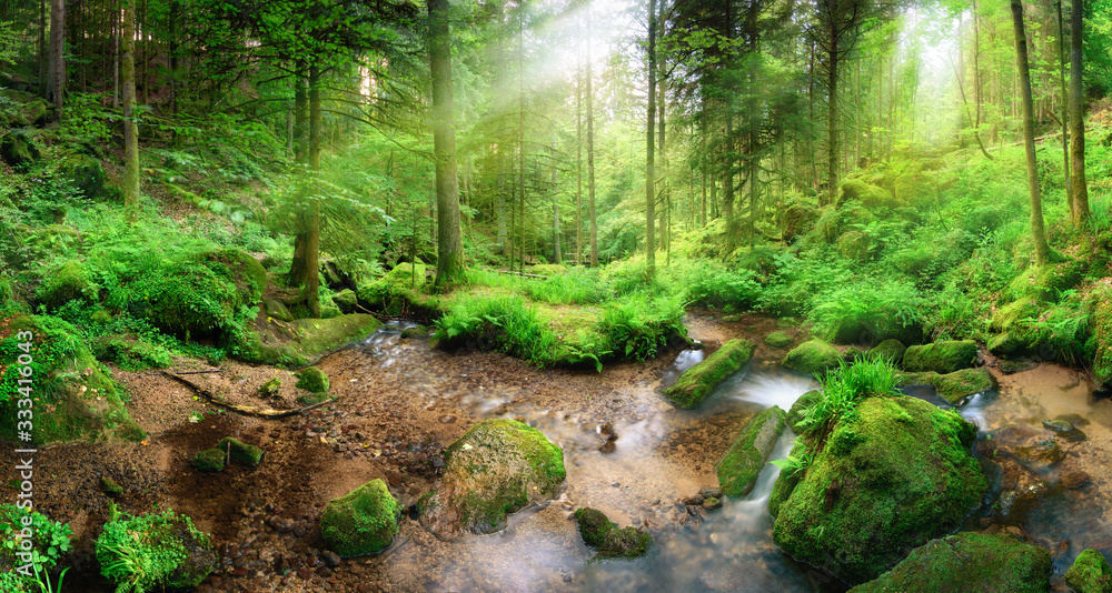 迷人的全景森林风景，柔和的光线穿过树叶和带tr的溪流
