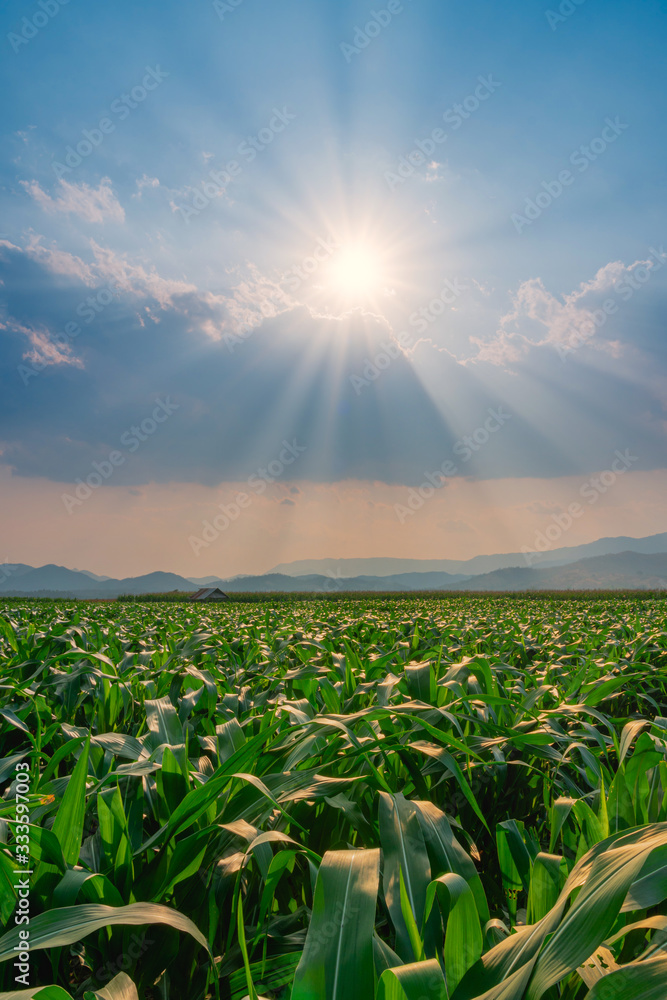 农田里的玉米地，阳光照耀着日落，垂直图像