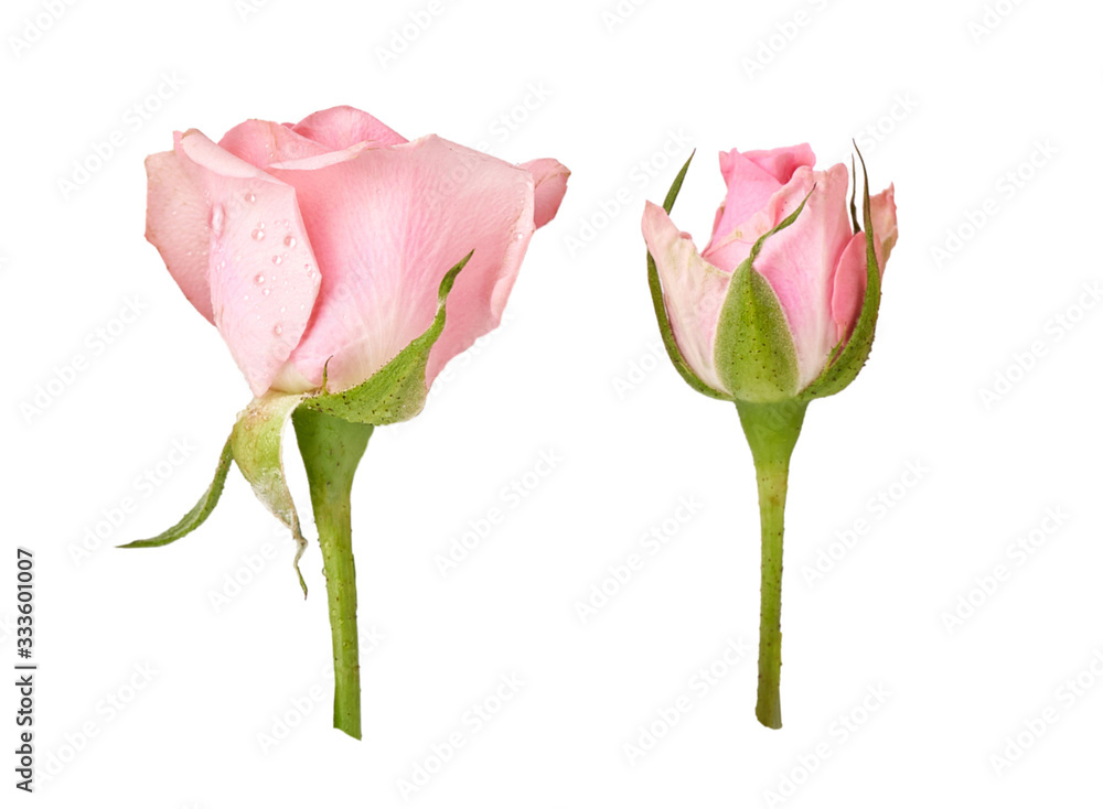 两朵美丽的玫瑰花，白色背景。绿色茎上有粉红色的玫瑰花蕾。工作室拍摄。
