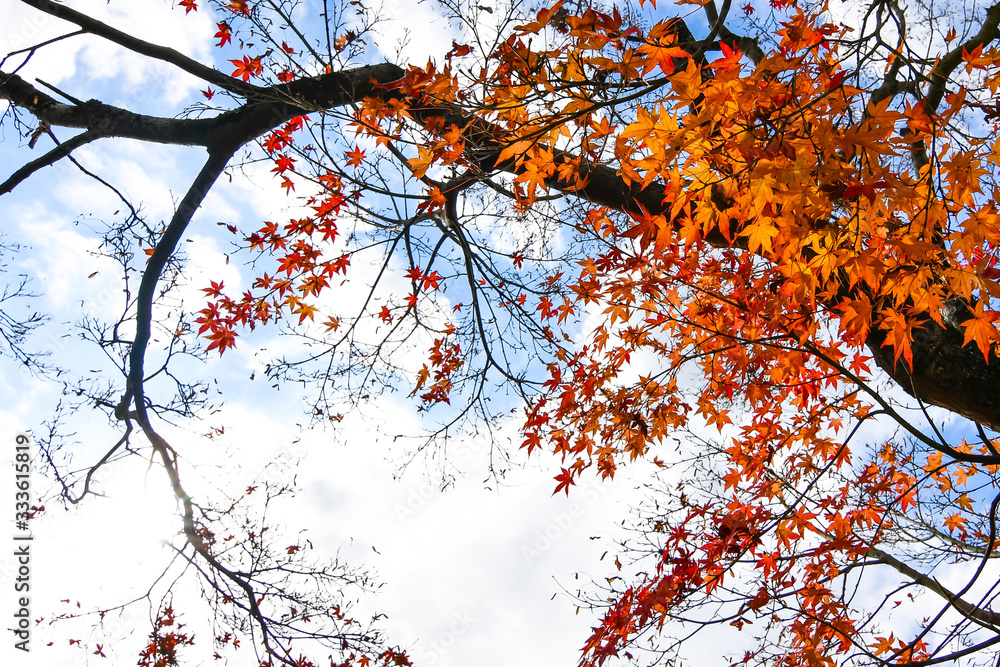 蓝天自然背景下的秋叶。