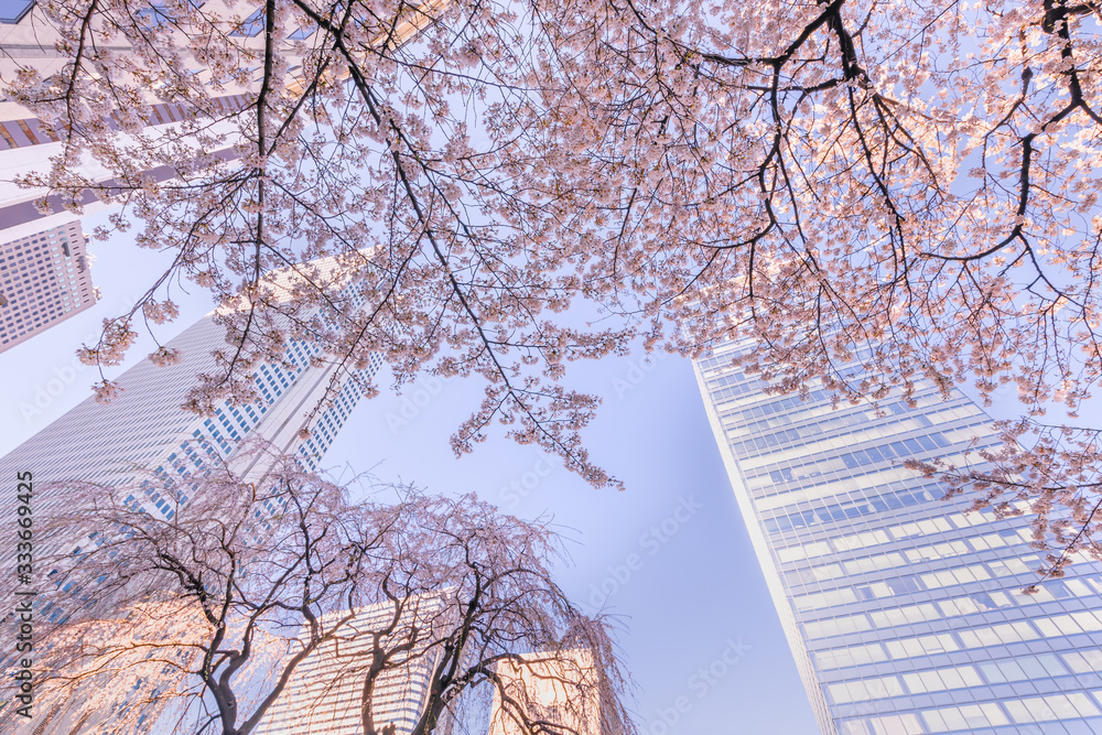 都会のビルと桜の木