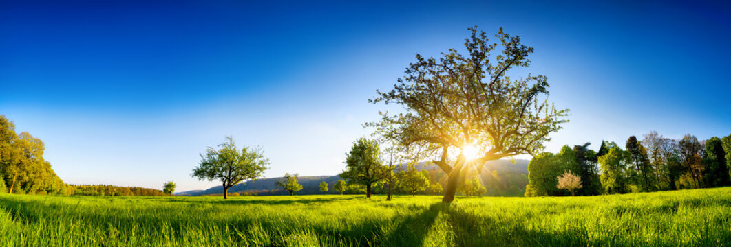 阳光透过绿色草地上的一棵树照射进来，一幅充满活力的乡村景观全景，清晰可见。