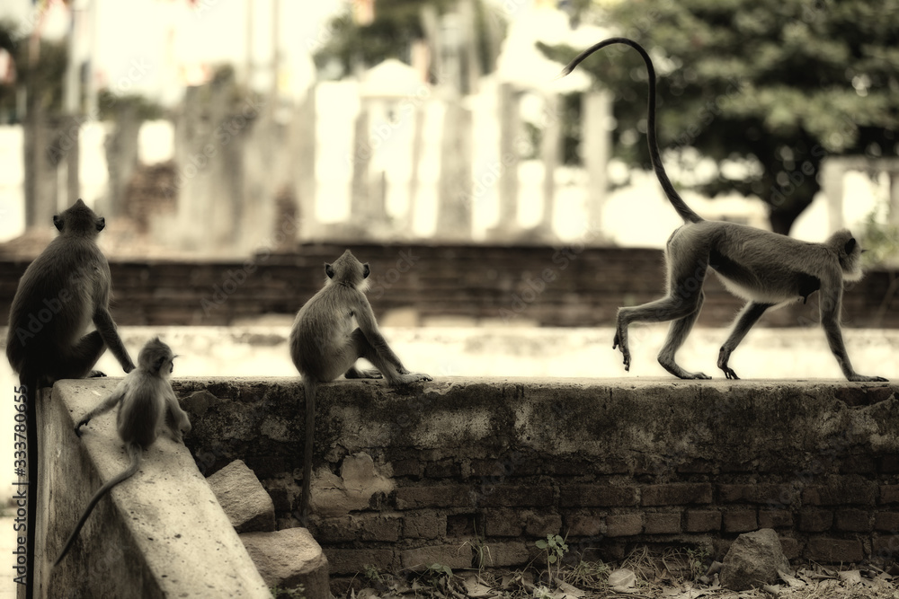 会走路的猴子家族