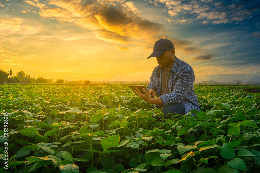 Farmer using smartphone in mung bean garden with light shines sunset, modern technology application 
