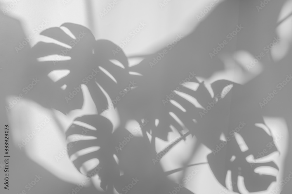 混凝土纹理墙面背景上的阴影——梦蝶树叶。白色和黑色色调