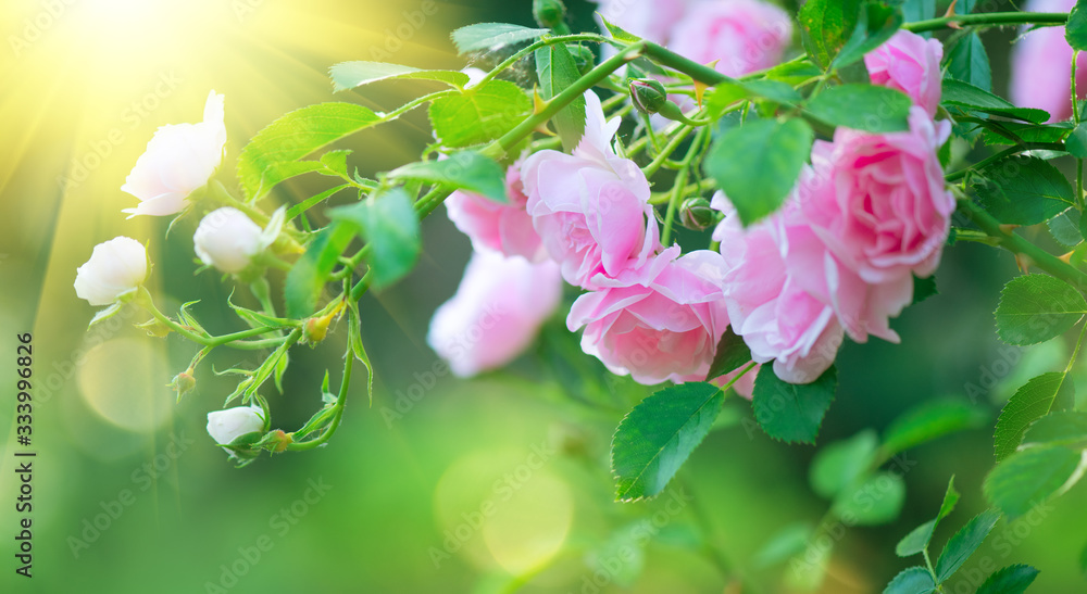 美丽的粉红色玫瑰在夏季花园里绽放。玫瑰在户外生长，自然，绽放