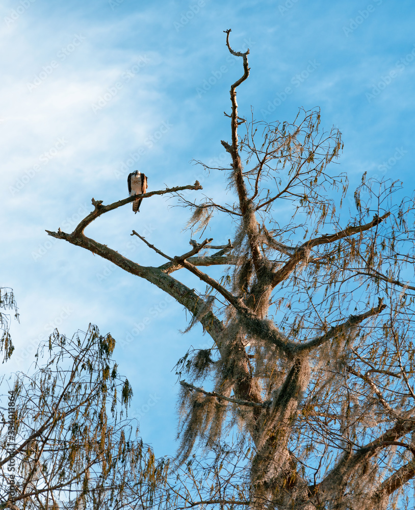 一只栖息在枯树上的鱼鹰