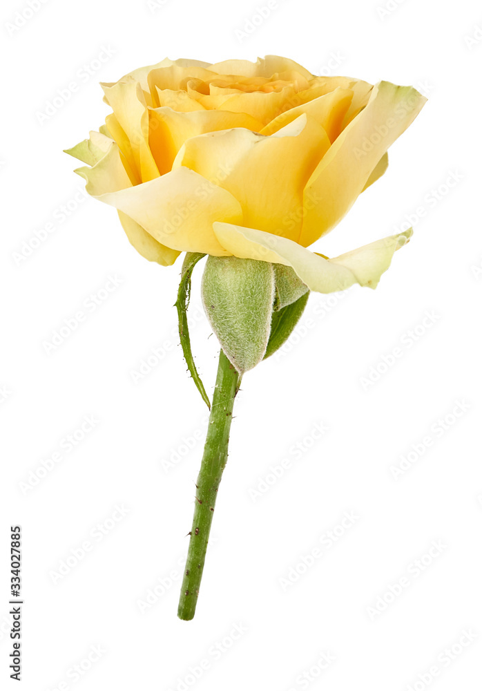 美丽的黄色玫瑰，孤立在白色背景上。玫瑰芽在绿色茎上。