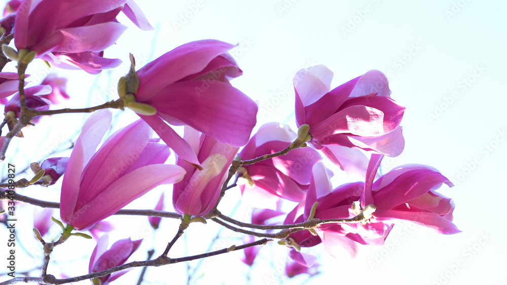 白底前盛开的粉木兰。白背前盛开的紫木兰