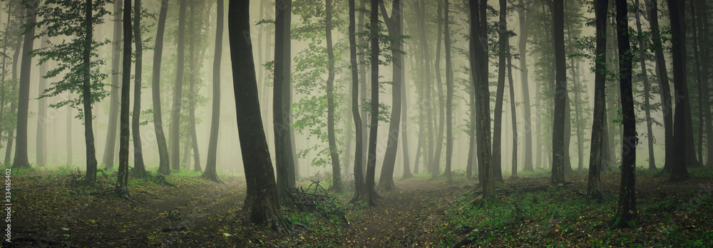 绿色森林中的雾，森林全景景观