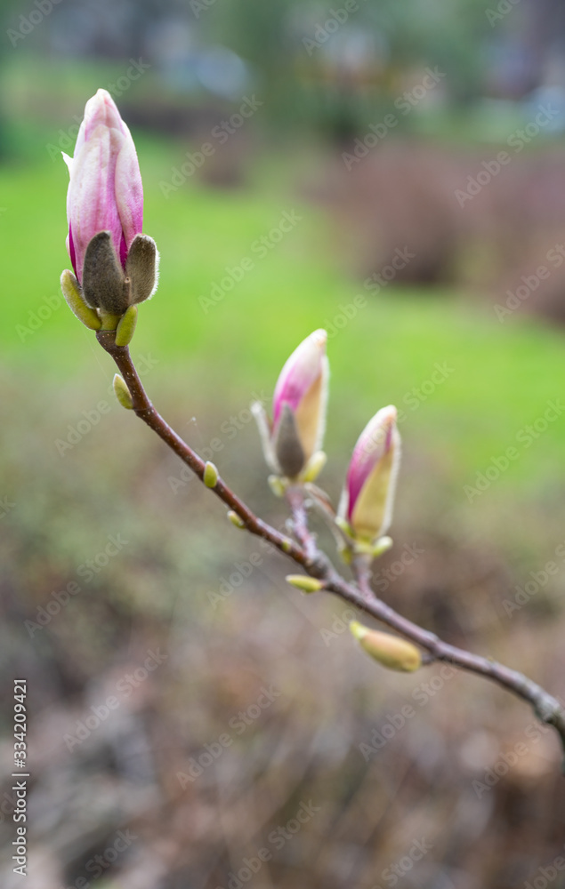 Pink flowers of Magnolia sulange