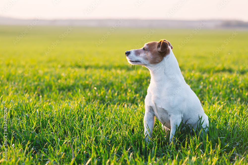 Jack russel terrier on green field. Happy Dog with serious gaze