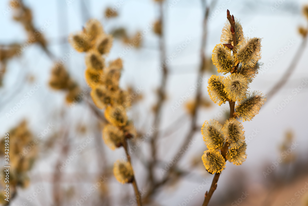 Young fluffy yellow buds on willow twigs. Nature macro photography