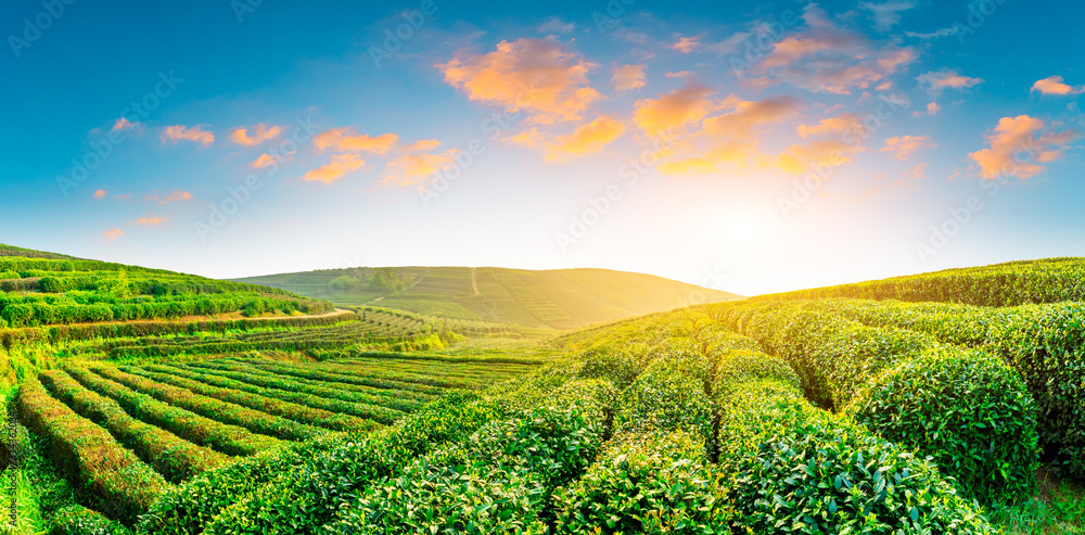 日落时分的绿茶种植园，自然背景。