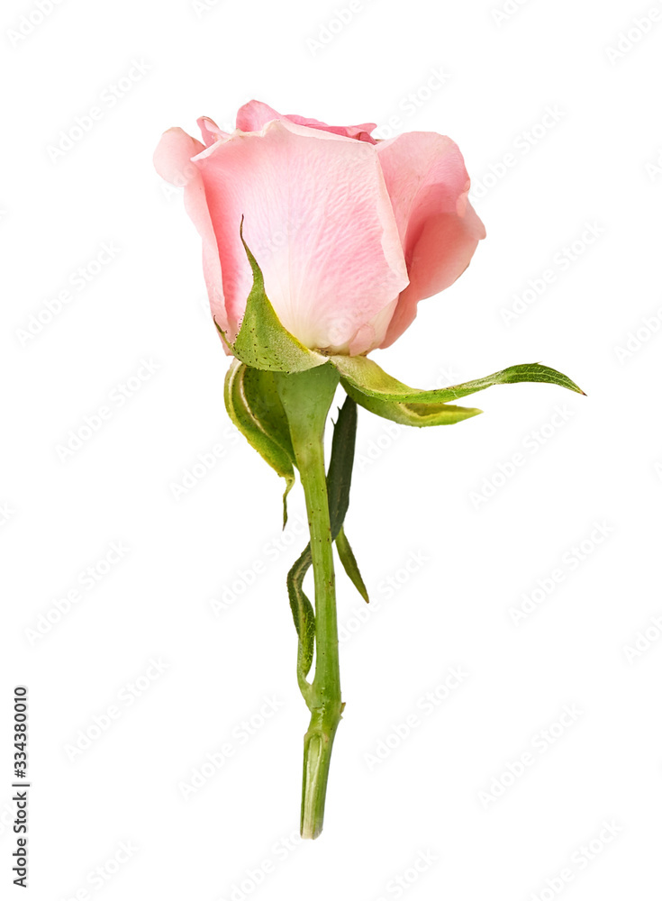 美丽的玫瑰花，白色背景，绿色茎上有玫瑰花蕾。
