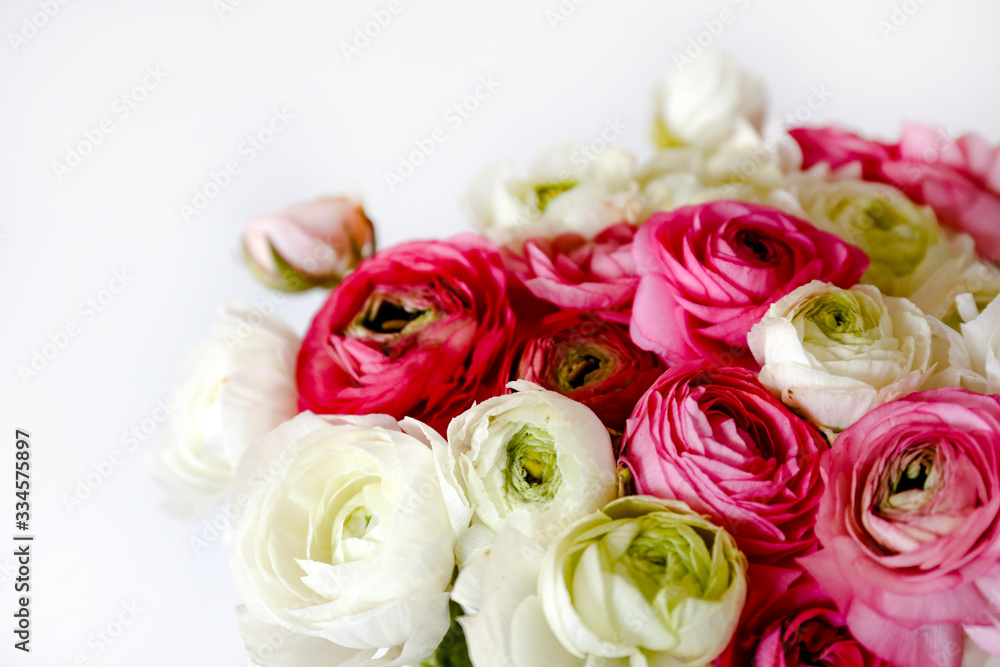粉色和白色毛茛花的宏观照片，具有可见的花瓣纹理。Clos