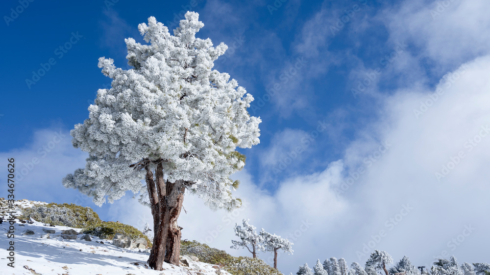 Closeup of a pine tree covered by snow under the sunny sky in winter