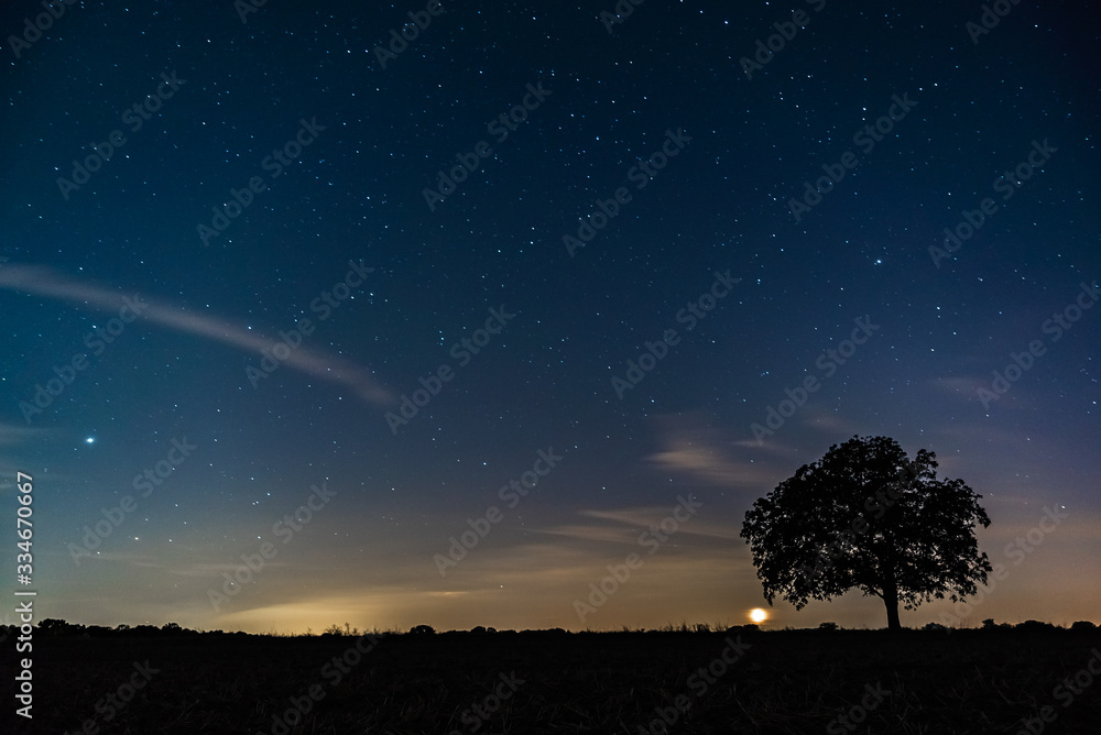 Starriness above field at night, silhouette of tree under starry sky
