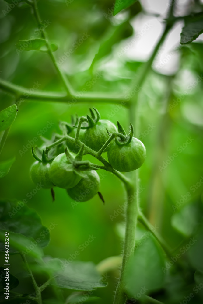 绿色印度番茄
