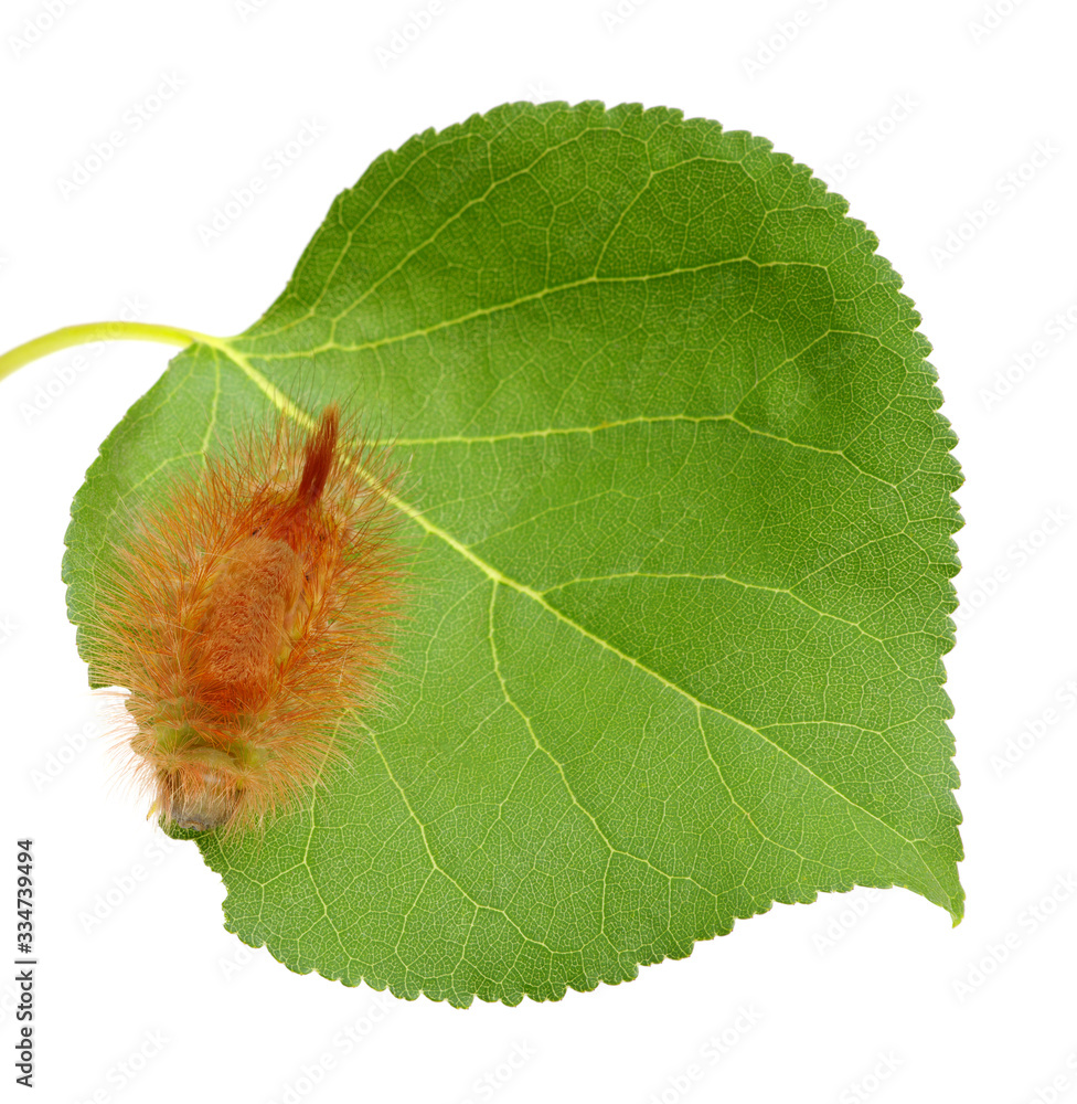 Caterpillar on leaf isolated on white