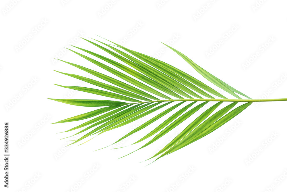 Beautiful green palm leaf isolated on white background with for design elements, tropical leaf, summ