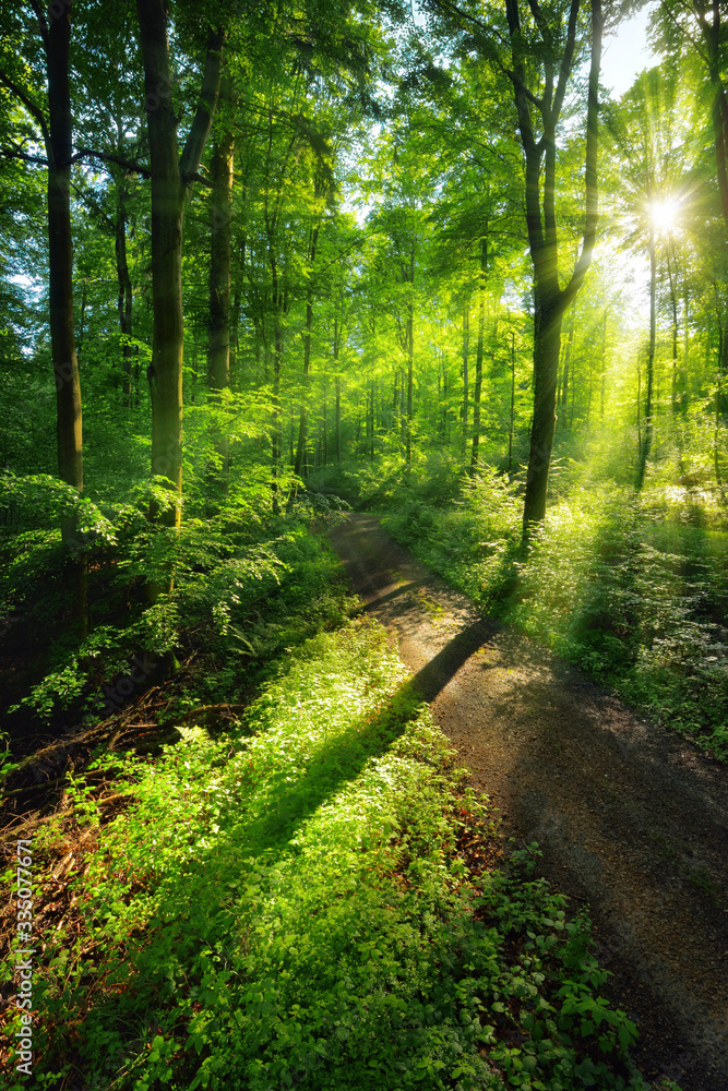 阳光在森林小路上创造了一个充满活力的绿色光影景观