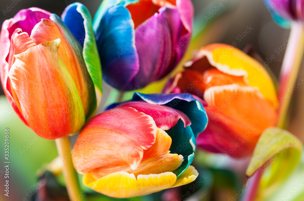 Close up of tulips / Floral background, close up of tulip flowers with selective focus.