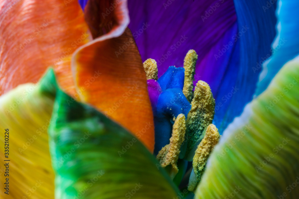 郁金香/花朵背景的特写，带有选择性焦点的郁金香花朵的特写。