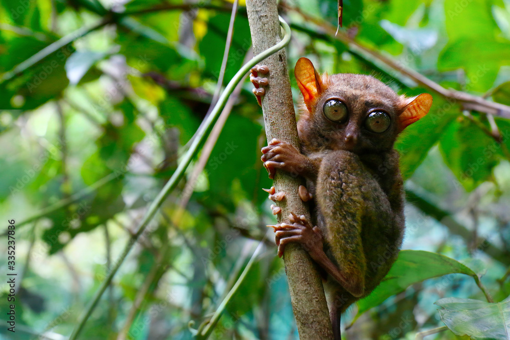菲律宾波荷尔热带雨林中的眼镜猴